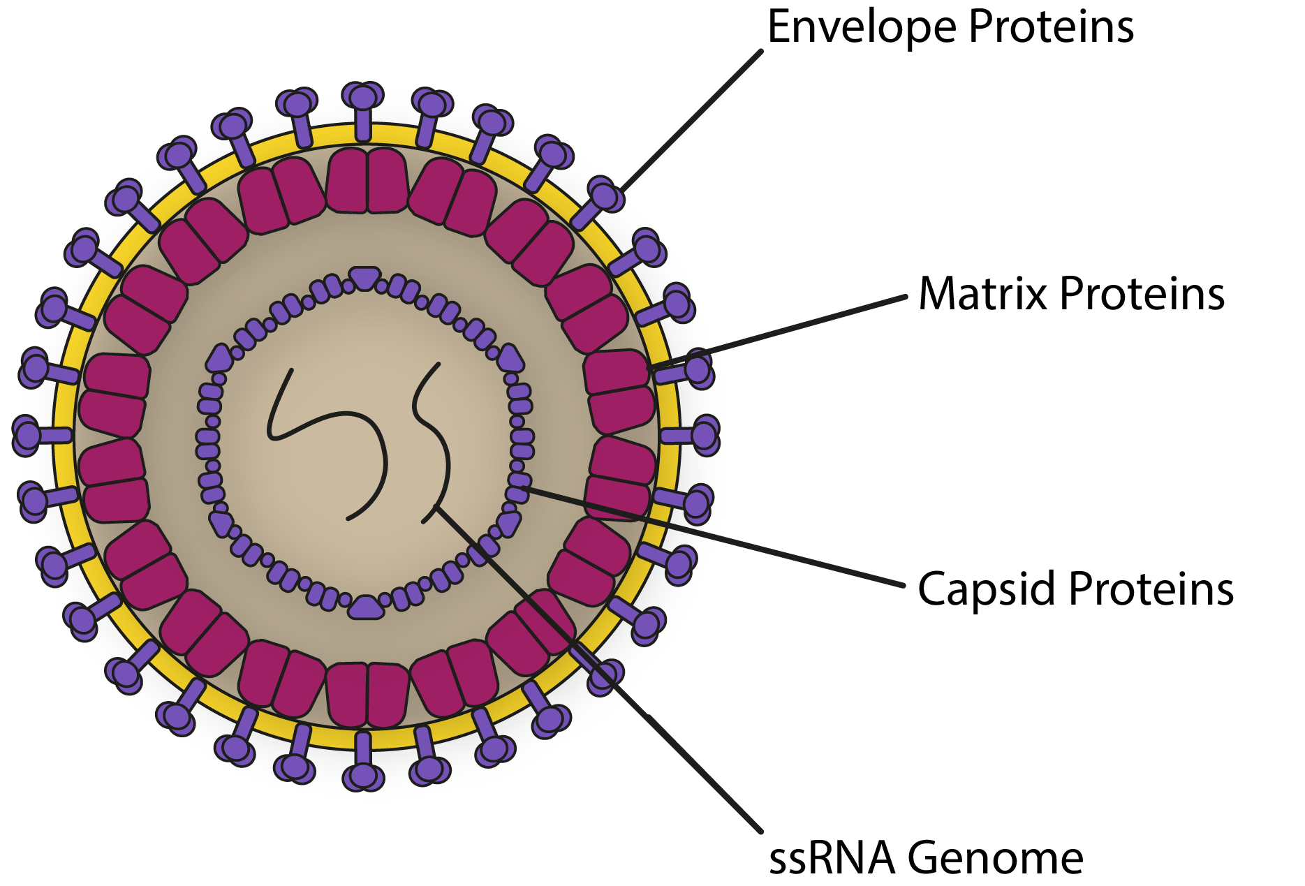 Diagram of Human T-Cell Lymphotropic Virus