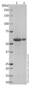 Norovirus SDS-PAGE