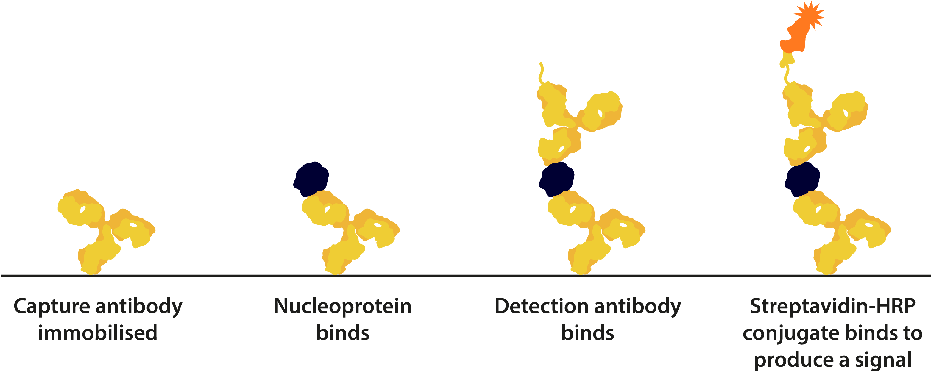 SARS-CoV-2 Nucleoprotein Capture-Detection Assay