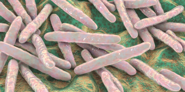 Escherichia coli O145