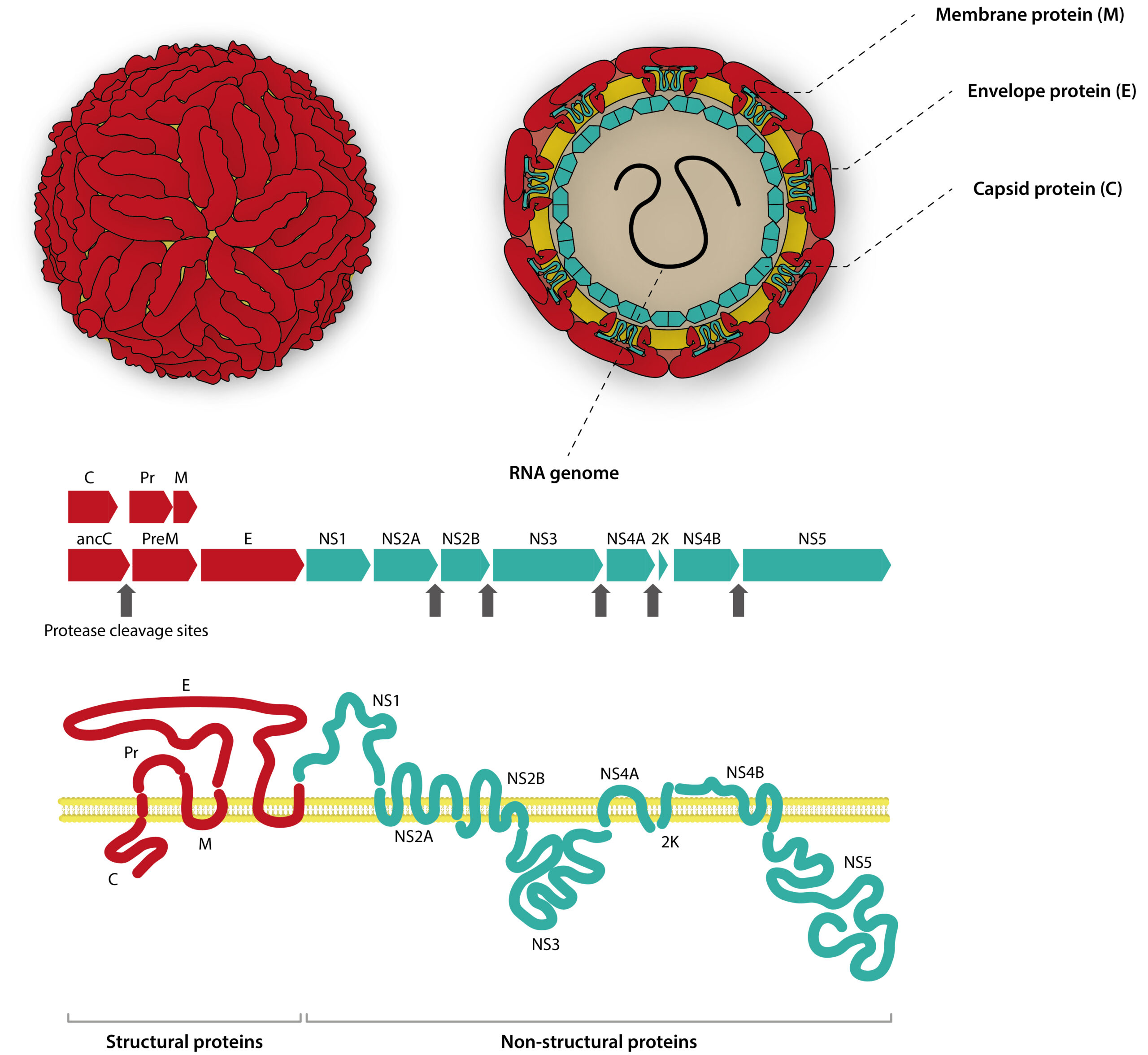 Diagram of flavivirus capsid and genome structure