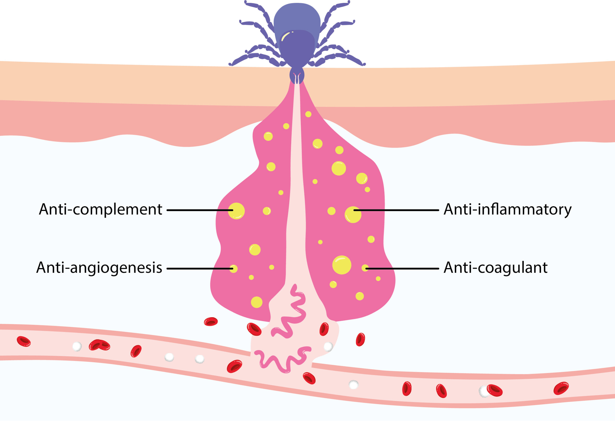 Diagram of tick feeding, releasing immune evasion factors and Borrelia spirochetes. Adapted from Kurokawa and colleagues.2