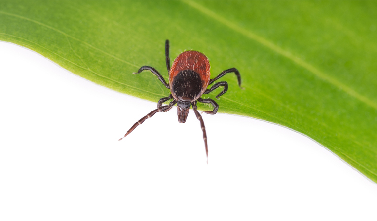 Tick-Borne Diseases: The Need for Integrated Approaches to Human-Animal Diagnosis