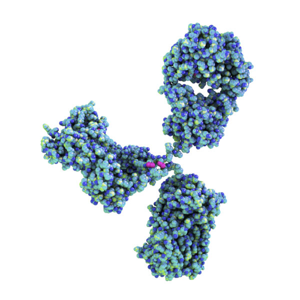 Anti SARS-CoV-2 nucleoprotein (JA6)