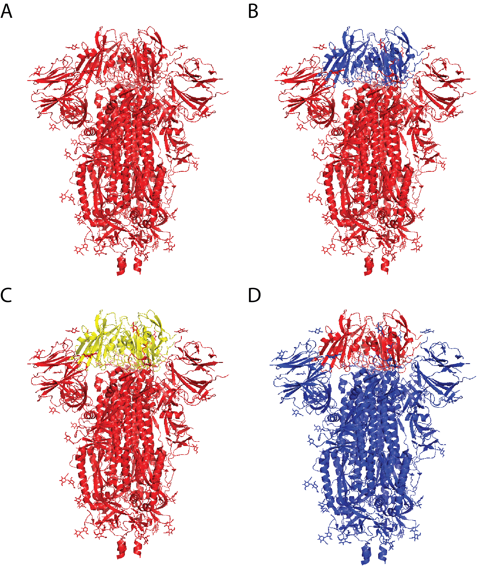 Coronavirus Chimeric Spike Constructs