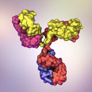 Anti-Human IgG (gamma) Antibody