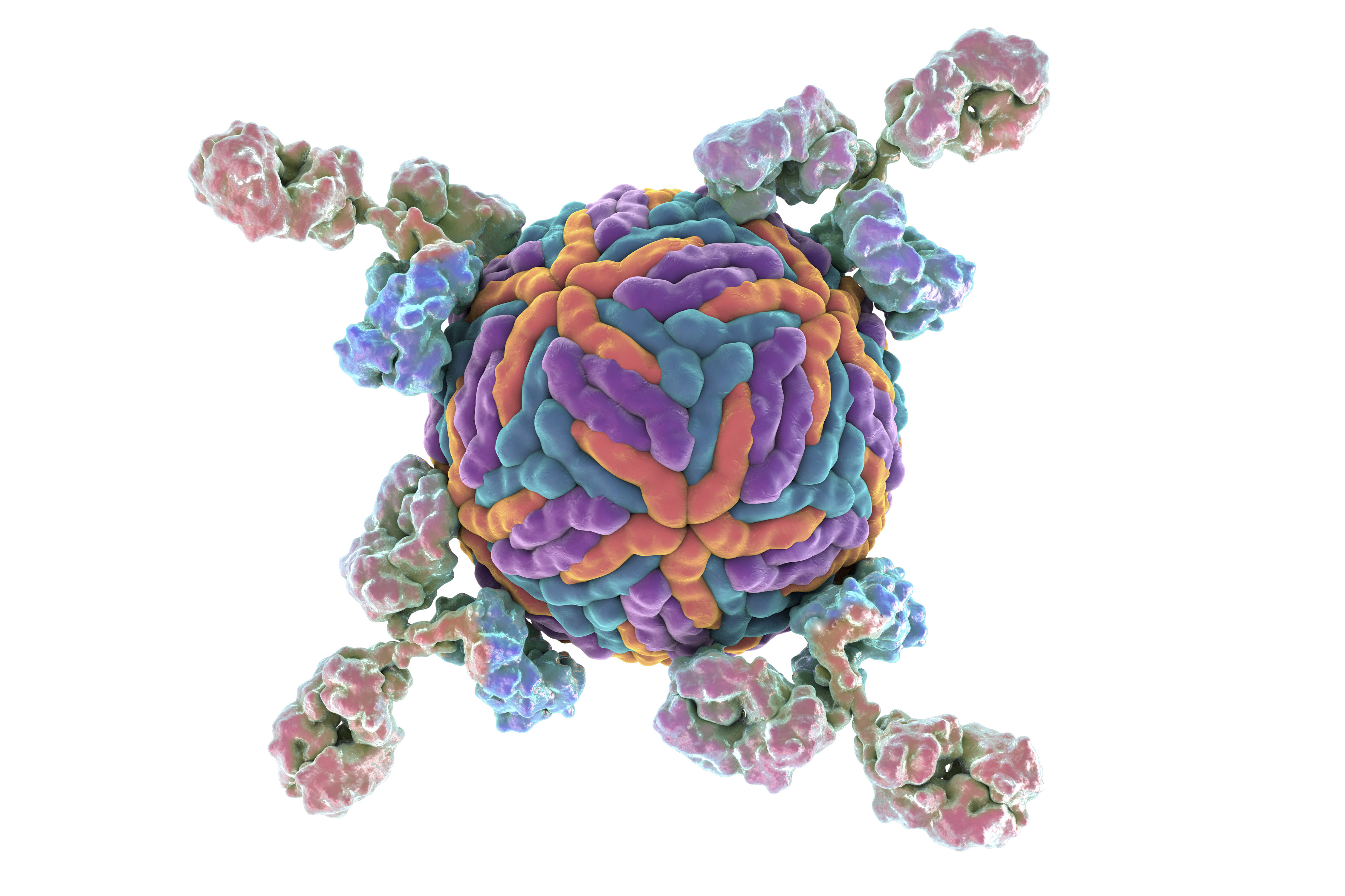Anti-Norovirus Polyclonal Antibody