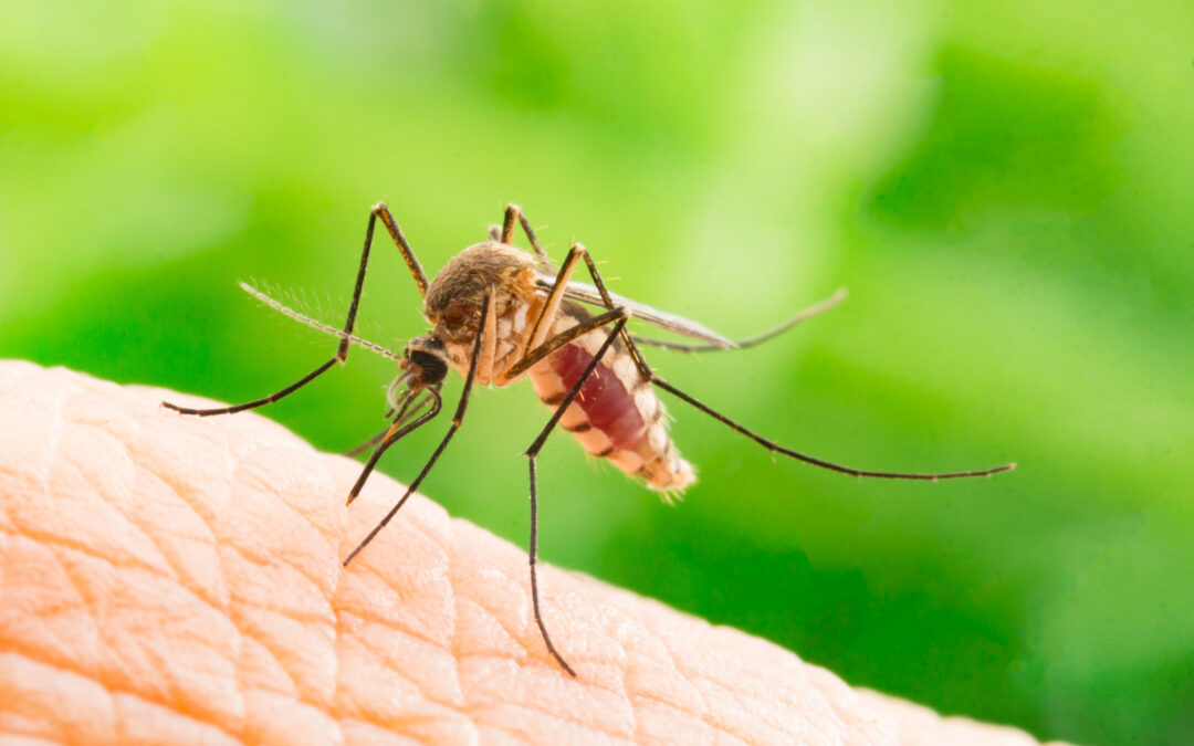 Flaviviruses on the rise in Europe: autochthonous cases of Dengue detected!