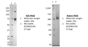 Influenza B/Austria/1359417/2021 (B/Victoria Lineage)-like Virus ...