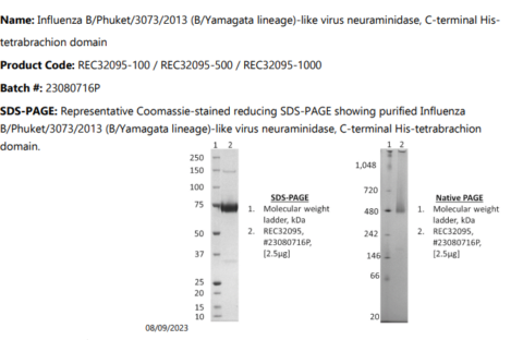 Influenza B/Phuket/3073/2013 (B/Yamagata Lineage)-like Virus ...